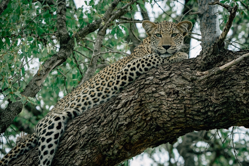 A Leopard in a Tree 2