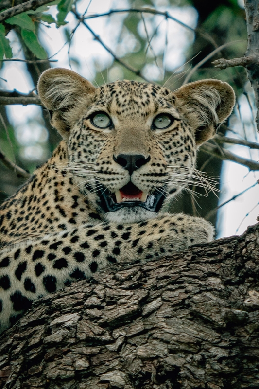 A Leopard in a Tree
