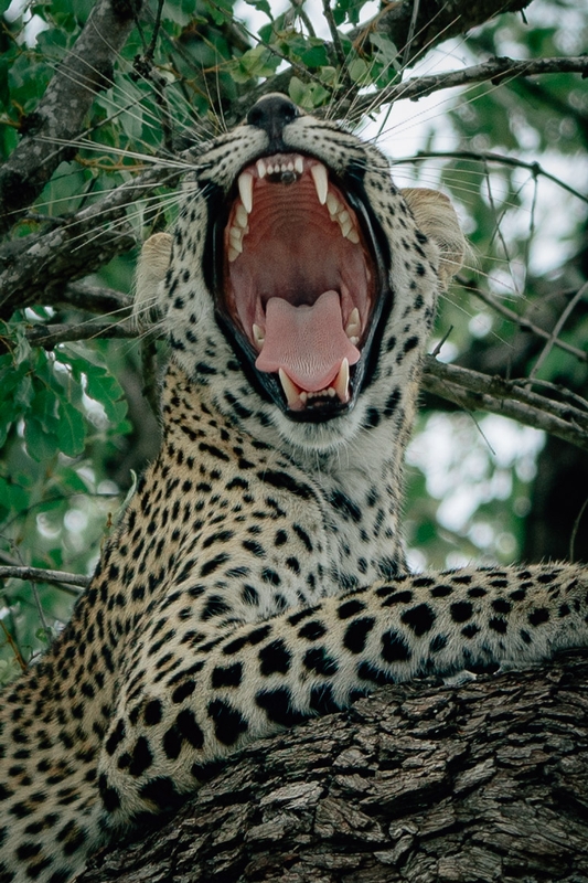 A Leopard Opens Wide 2