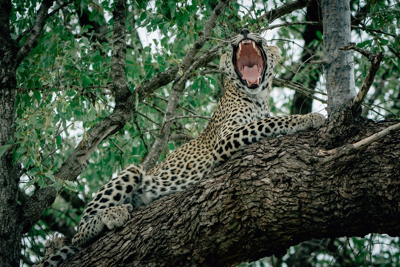 A Leopard Opens Wide