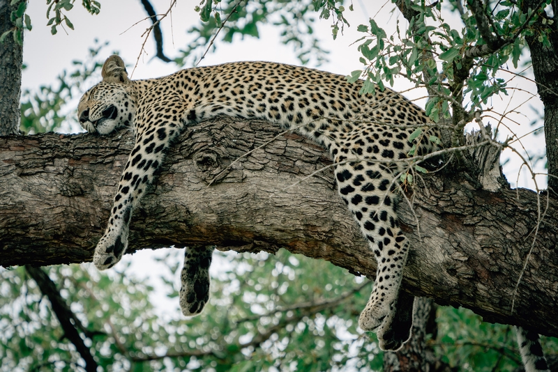 A Leopard Sleeps in the Tree