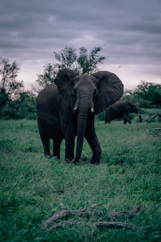 An Elephant at Dusk