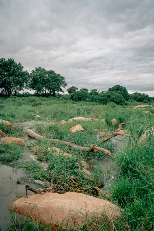 A Cloudy Day for a Game Drive