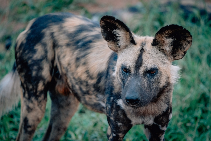 A Pack of Wild Dogs 3