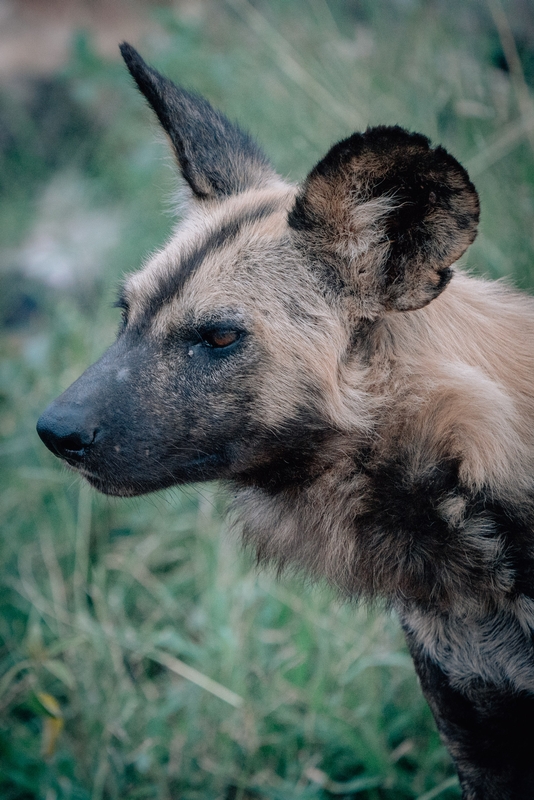 A Pack of Wild Dogs