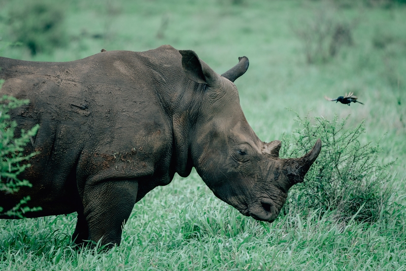 A Rhino at Dusk 3
