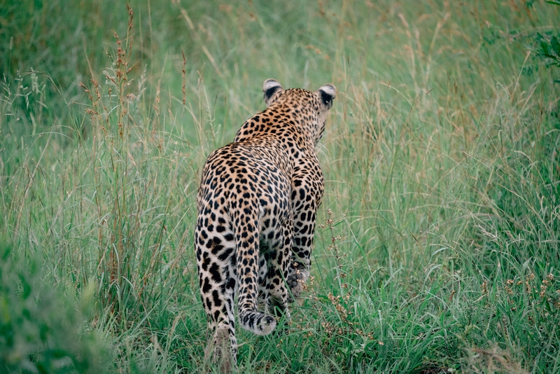 The Leopard Walks Away