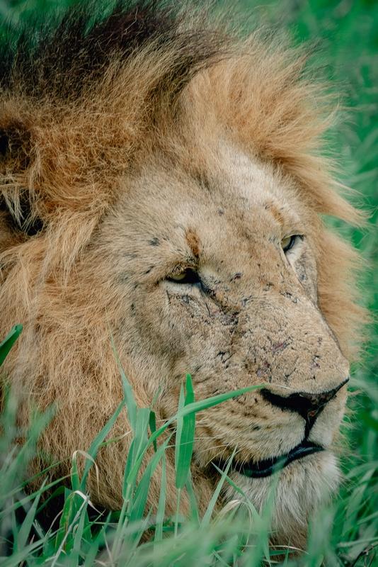 The Lions of Lebombo Up Close 2