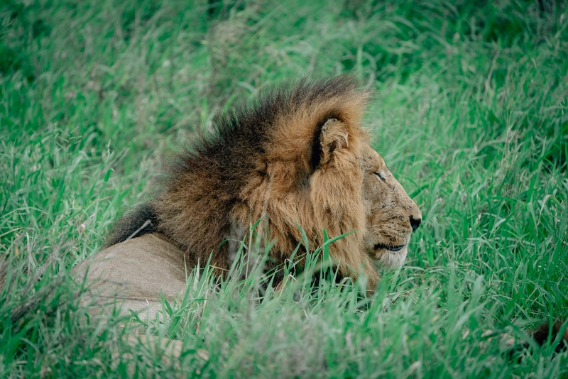 The Lions of Lebombo Up Close 3