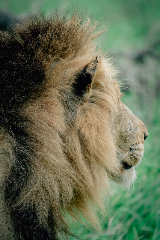 The Lions of Lebombo Up Close 4