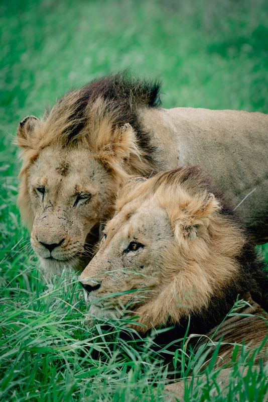 The Lions of Lebombo Up Close 5