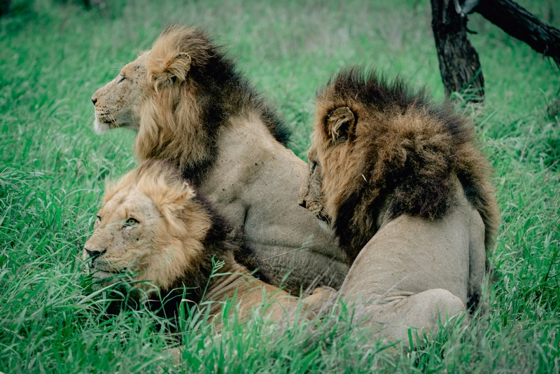 The Lions of Lebombo Up Close 6