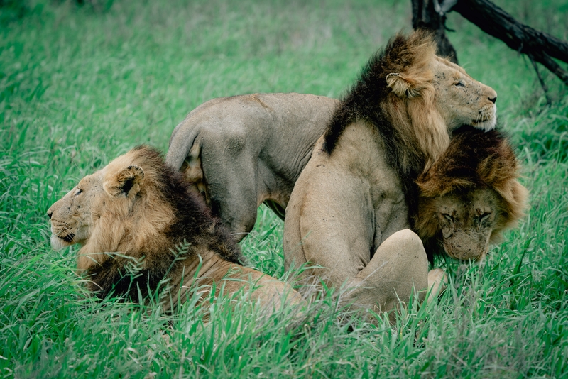 The Lions of Lebombo Up Close 7