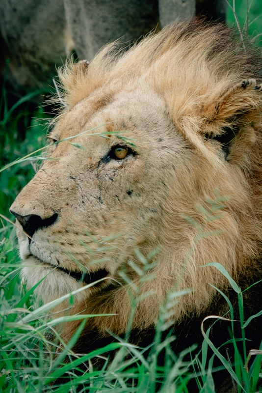 The Lions of Lebombo Up Close 8