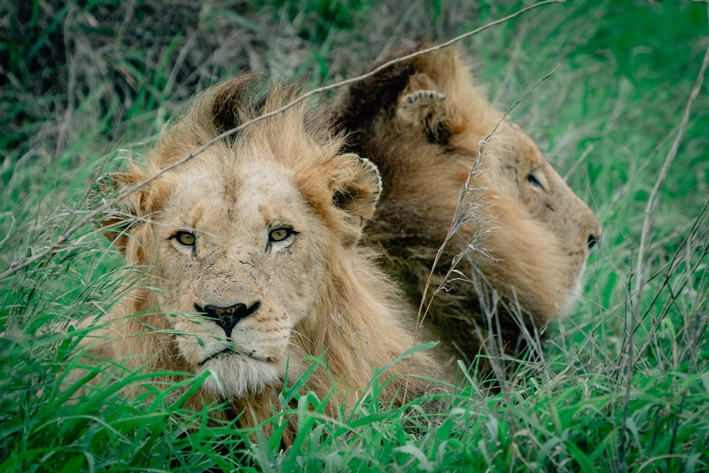 The Lions of Lebombo Up Close 9