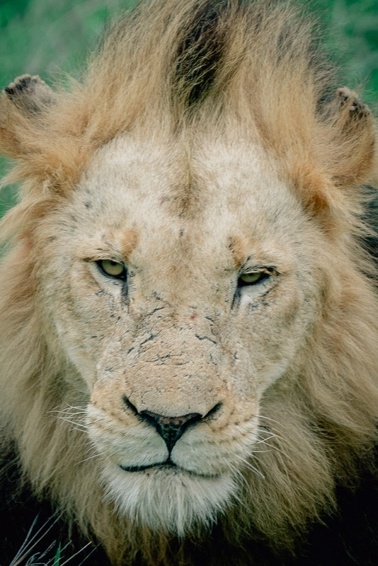 The Lions of Lebombo Up Close