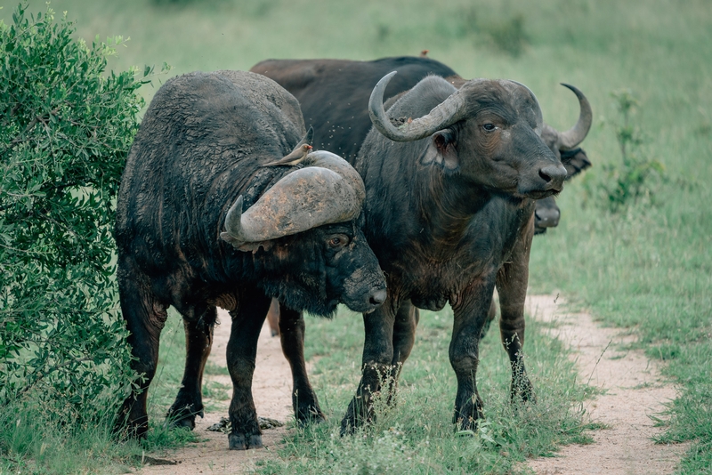 A Pair of Buffalo