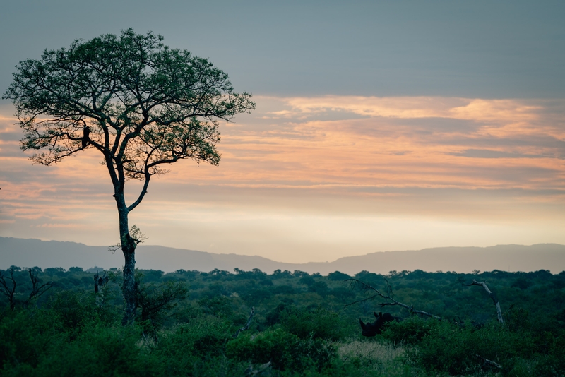 A Rhino at Sunset