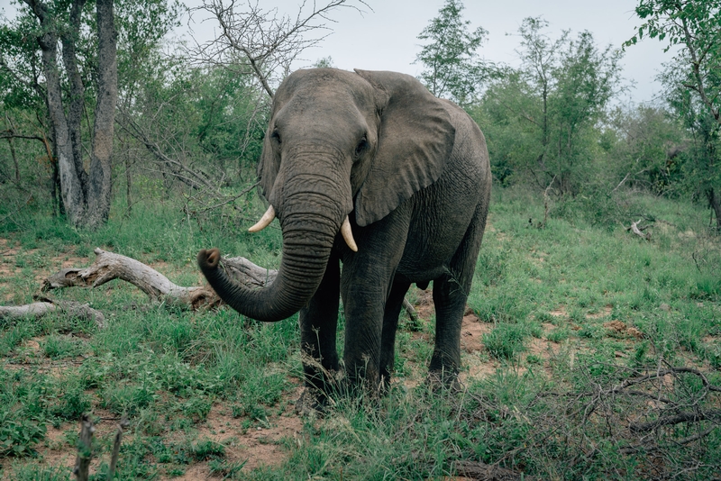 Close Encounter with an Elephant