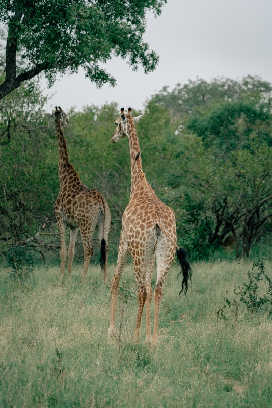 Giraffe in a Clearing