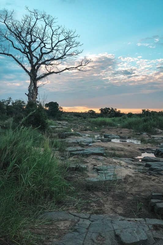 Gnarled Tree at African Dusk