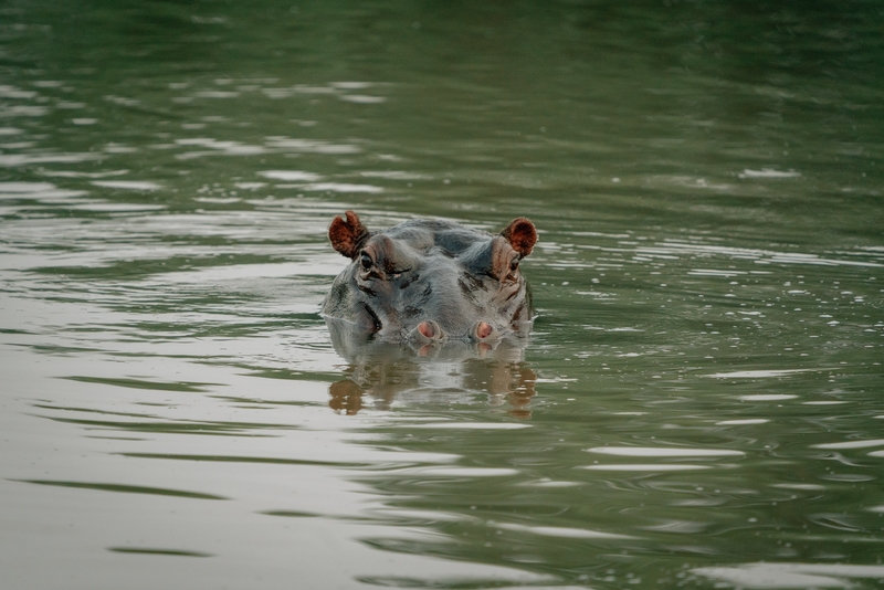 Spotting a Hippo