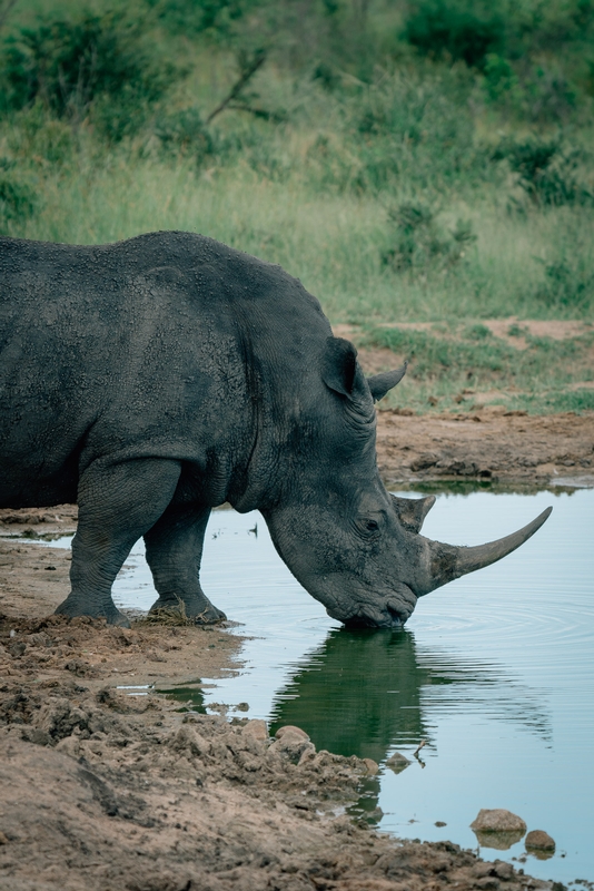 The Rhino Grabs a Beverage 2