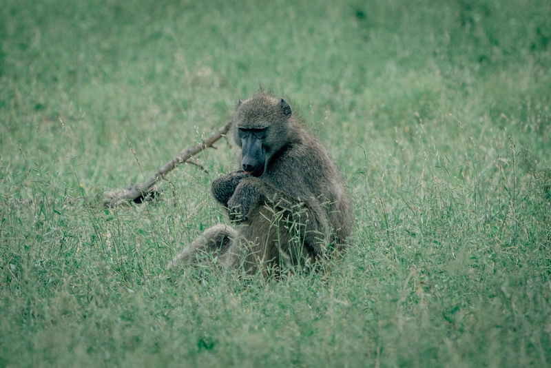 A Lone Arangutang