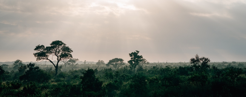 Sunrise over Sabi Sands