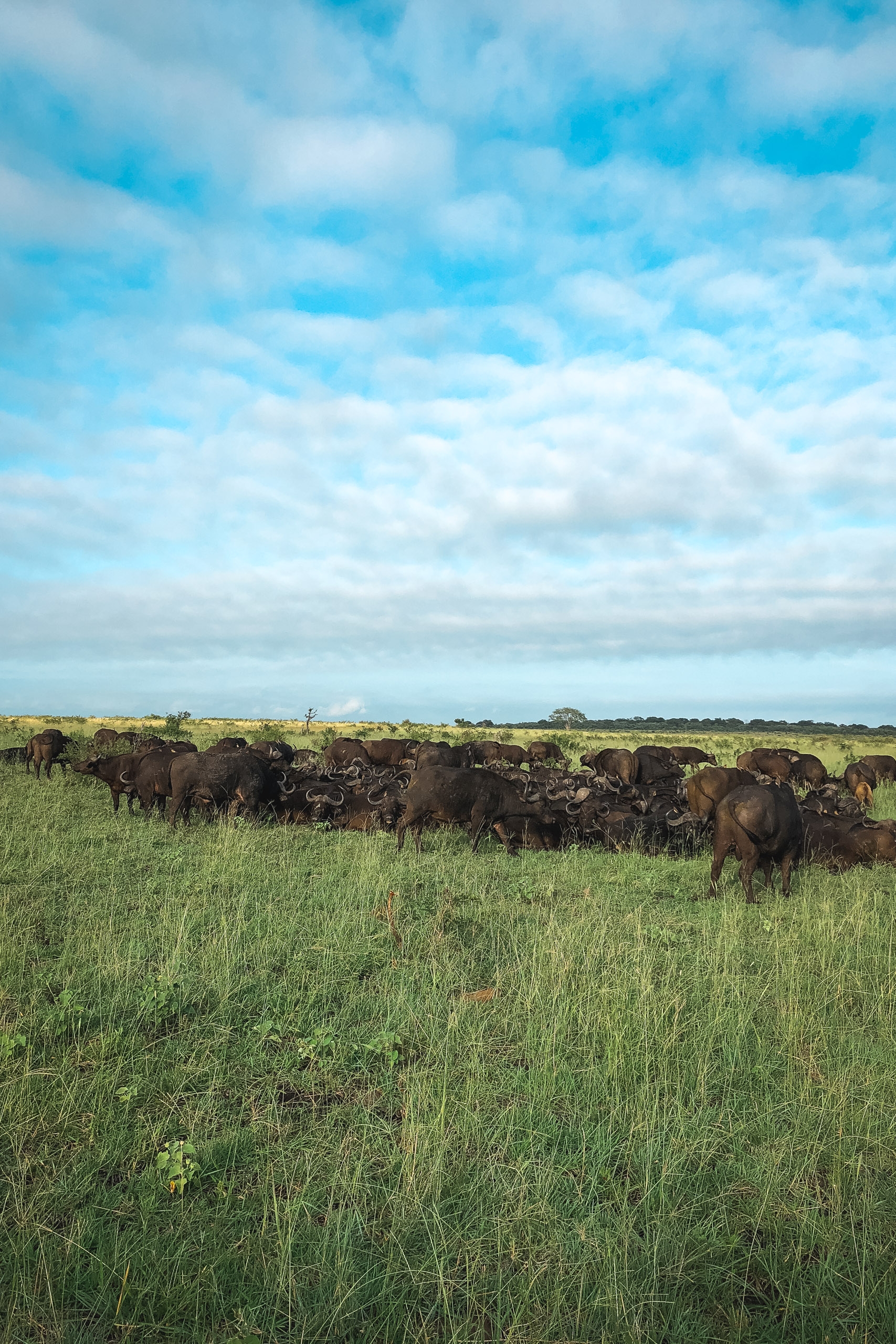 A herd of buffalo grazes across vast green grassland under a bright blue sky scattered with white clouds in the South African savanna