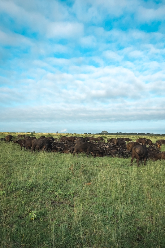 Buffalo Herd Grazing South African Savanna