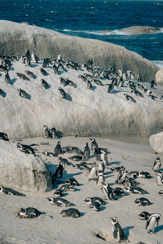 Penguin Beach