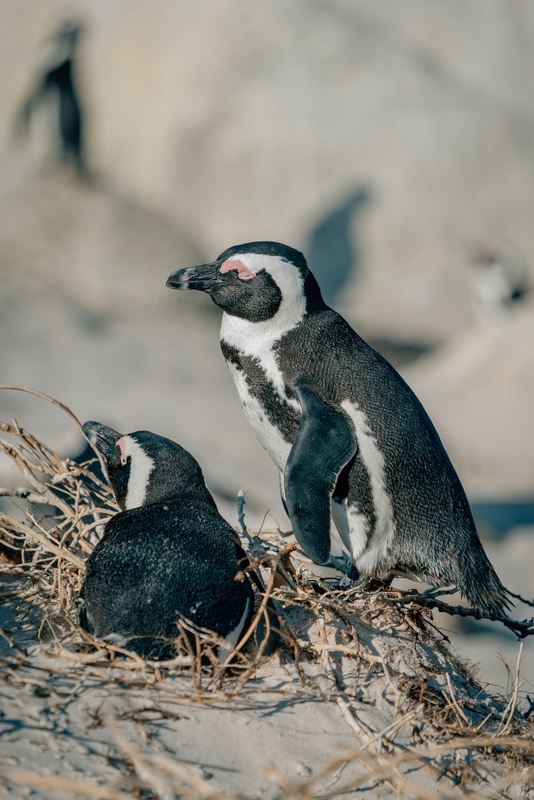 Penguins on the Beach