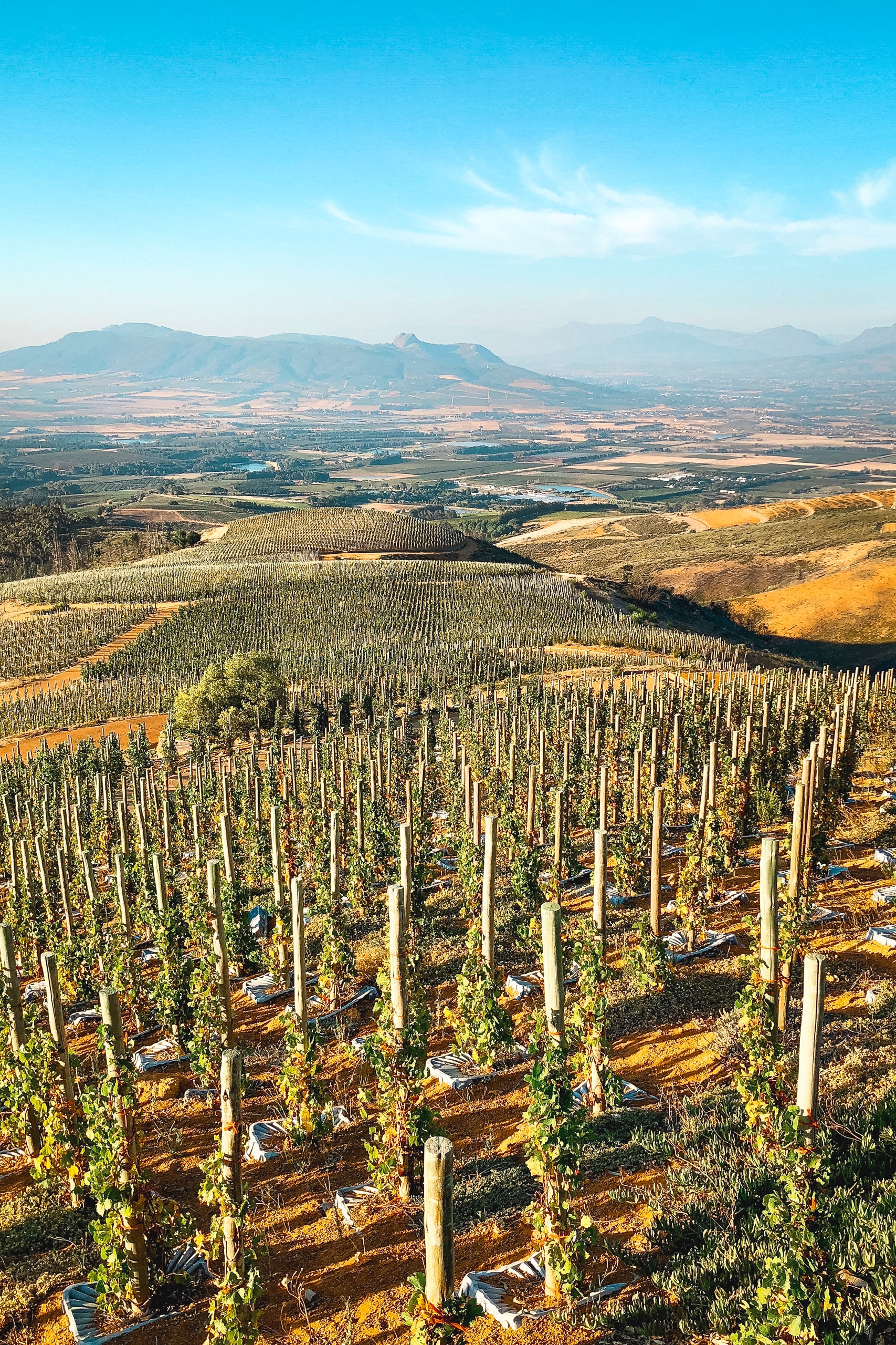Terraced vineyard slopes planted with wooden stakes stretch across rolling hills toward distant mountains under clear blue sky in South Africa's Winelands region