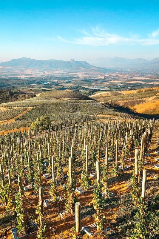Terraced Vineyards of South Africa's Winelands