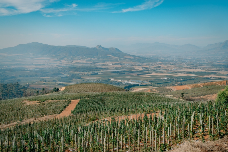 The Hills Above Babylonstoren