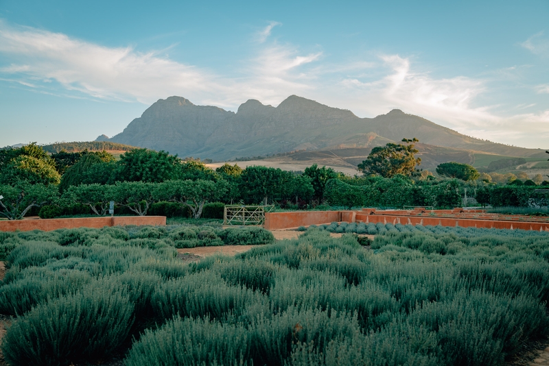 The Hills above Franschoek