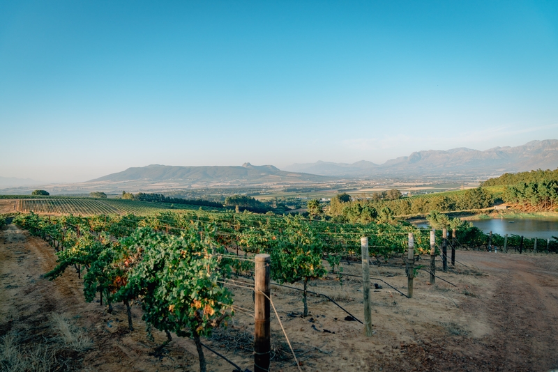 The Vineyards of Babylonstoren