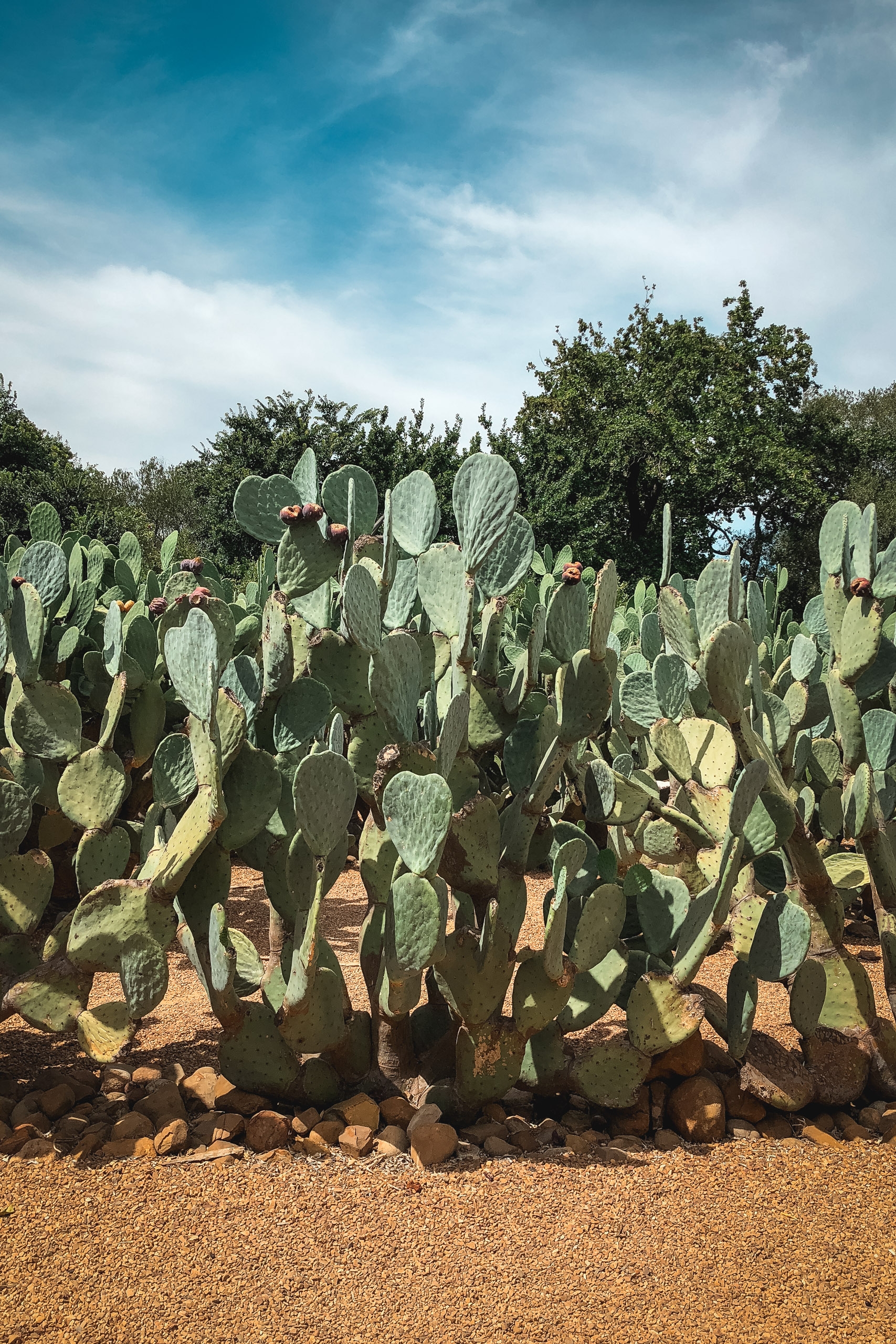 Dense prickly pear cacti with flat paddle-shaped leaves and pink flowers grow in reddish-brown soil under a bright blue sky with scattered white clouds