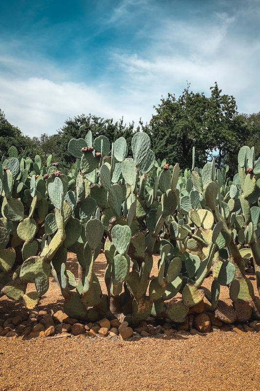 Prickly Pear Cacti in Bloom