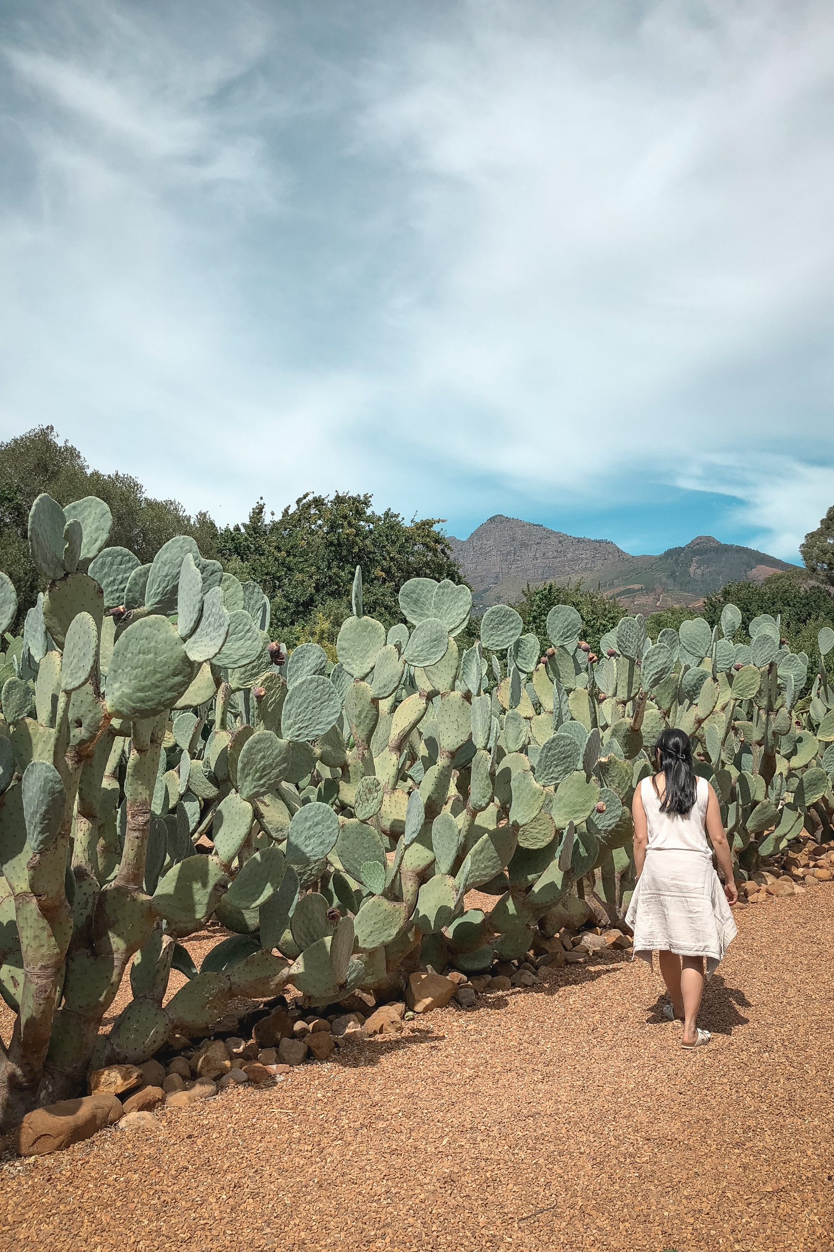A woman in a white dress stands on a sandy path beside towering prickly pear cacti, with mountain peaks visible under partly cloudy skies in the distance