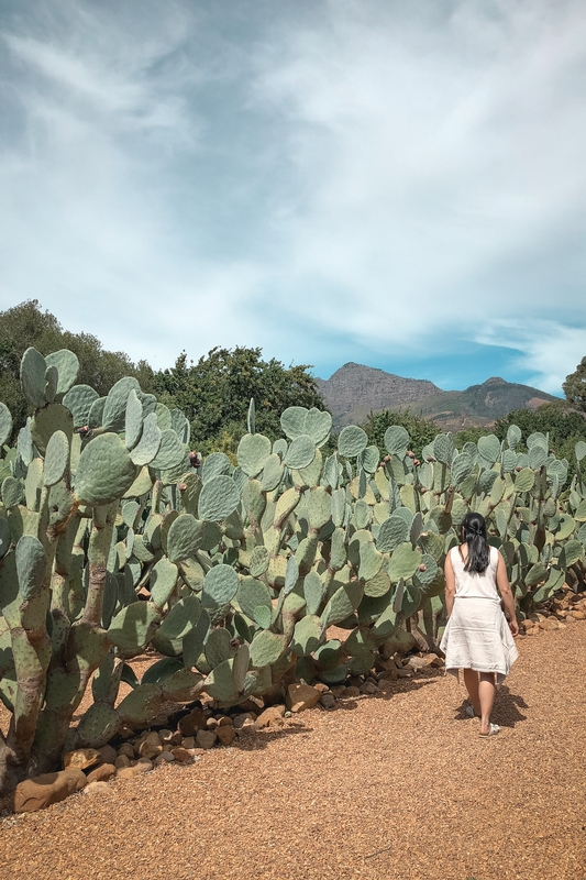 Woman Among Desert Cacti and Mountains