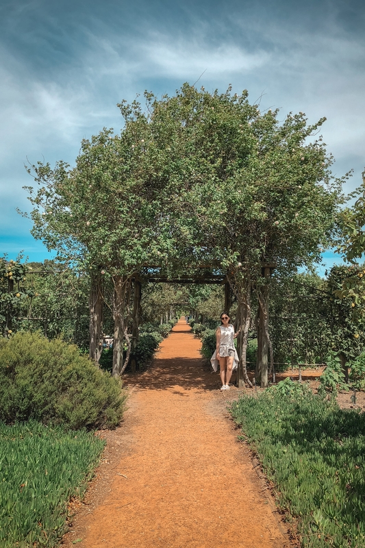 Woman Walking Through Lavender-Lined Garden Path