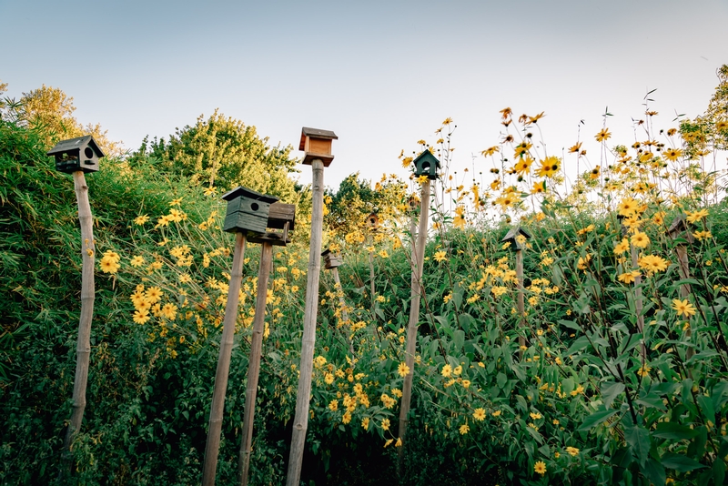 Birdhouses and Sunflowers