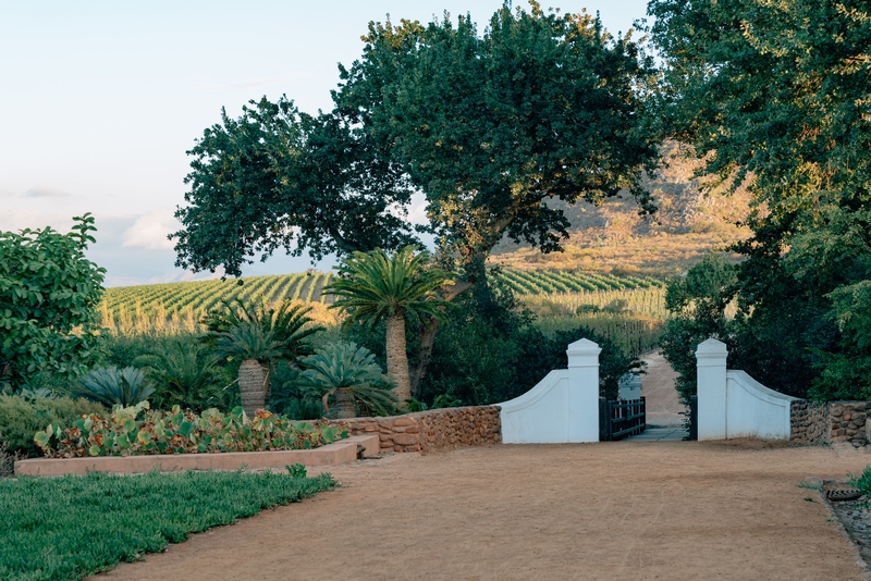 Farm Gate Under Ancient Oak Trees