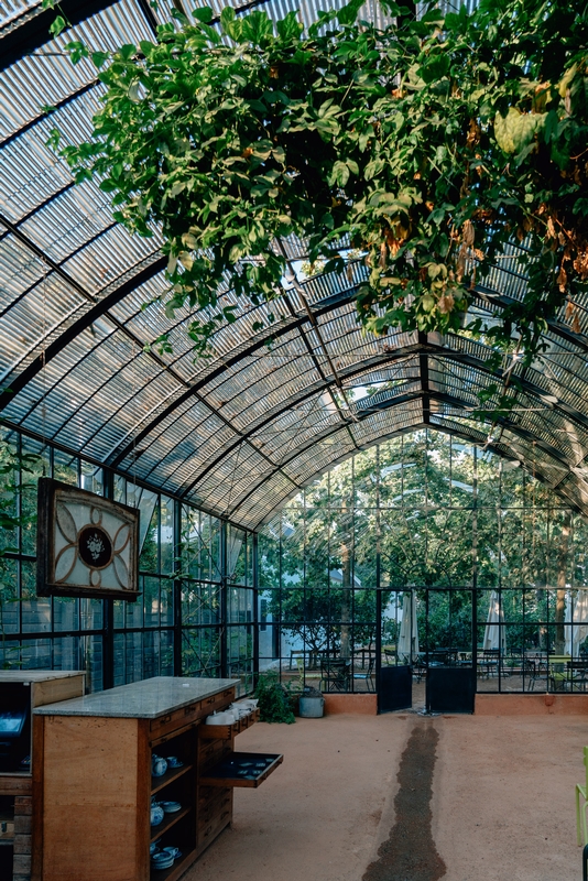 Sunlit Greenhouse With Climbing Vines