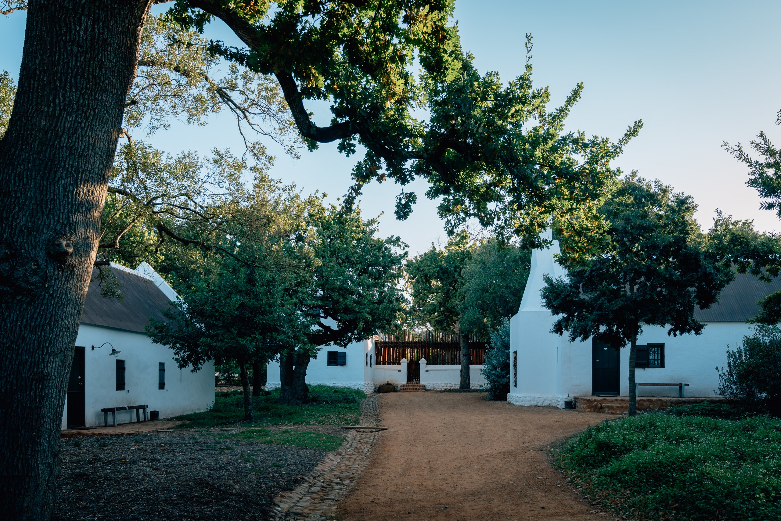 A dirt pathway lined with mature trees leads toward white-walled farm buildings with dark shutters under clear afternoon light in South Africa's wine country