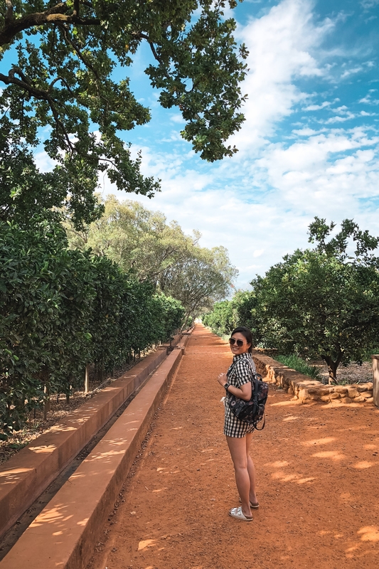 Woman Walking Through South African Vineyard