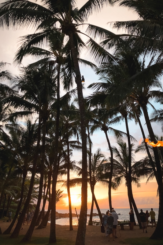Palm Trees Silhouetted Against Golden Sunset