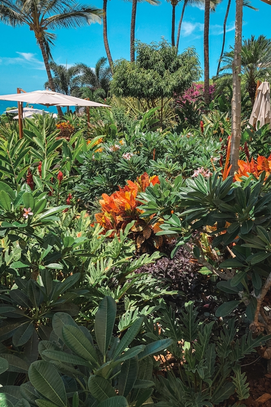Tropical Garden With Blooming Clivia Flowers